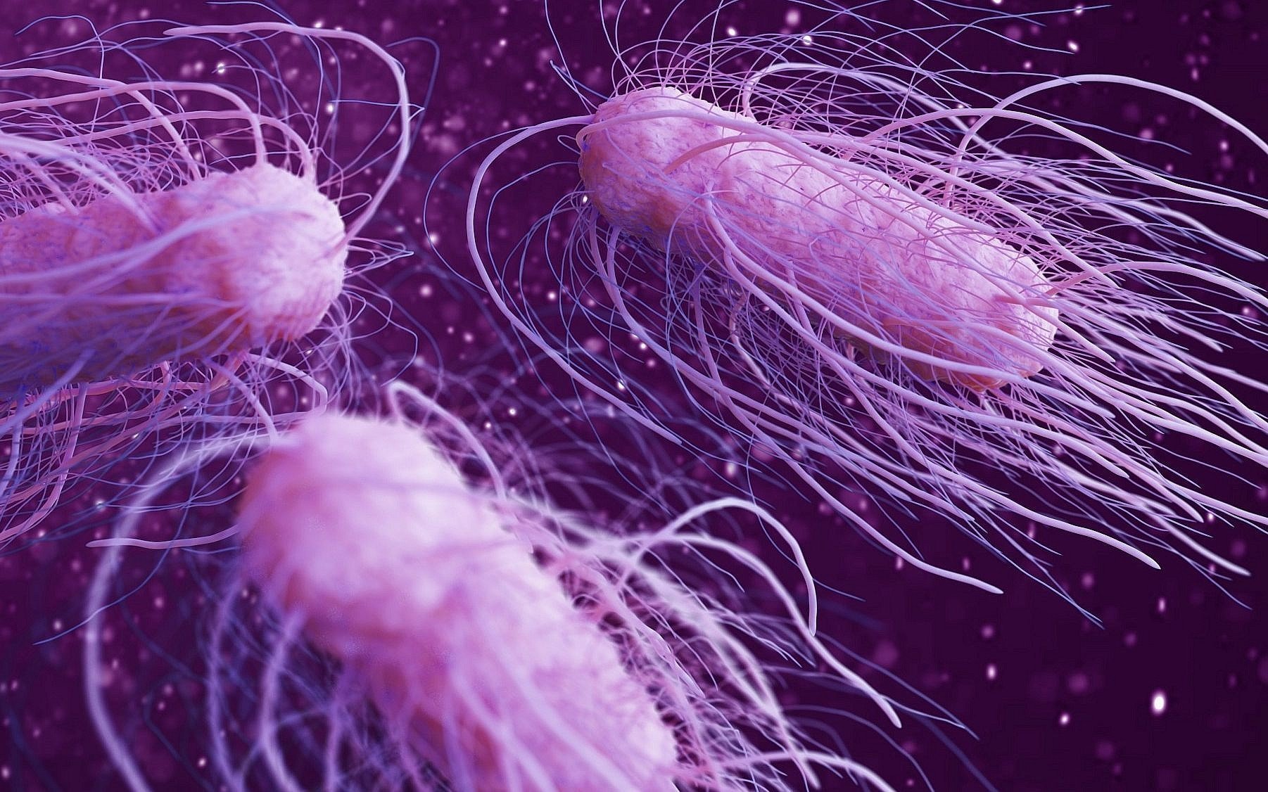 Salmonella Tipi Gıda Zehirlenmesi